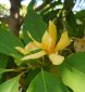 LILY (1)